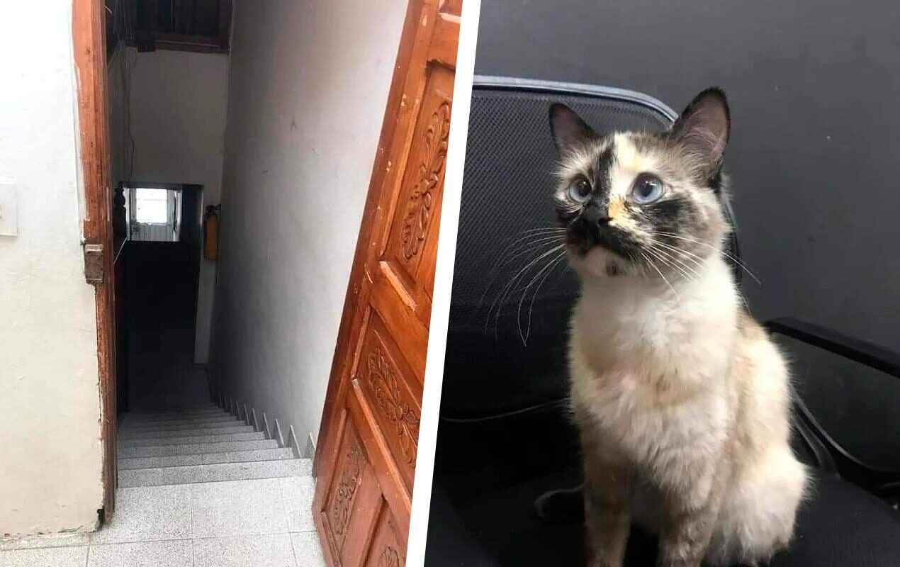 Колумбийский кот спас малыша, который чуть не упал с лестницы