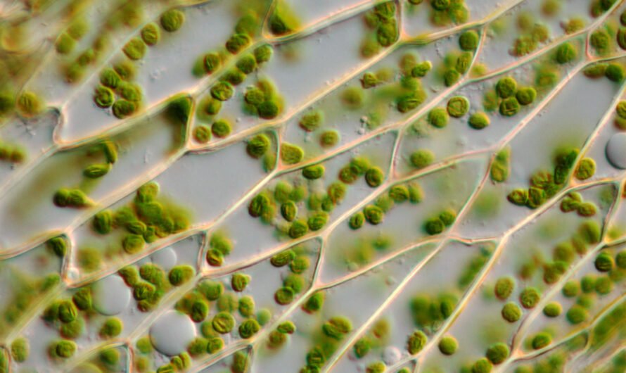21 факт о растительных клетках