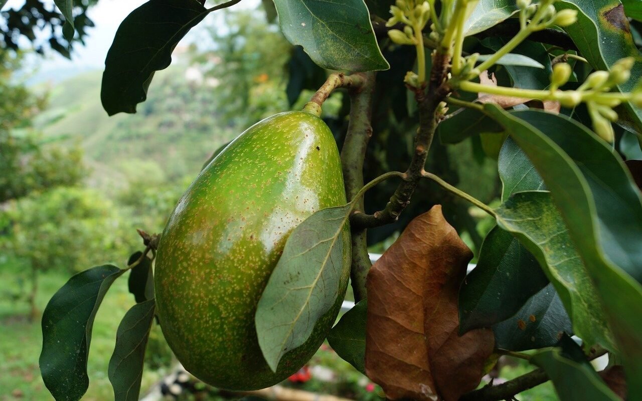 Как посадить семя авокадо?