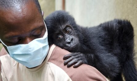 История осиротевшего ребенка гориллы